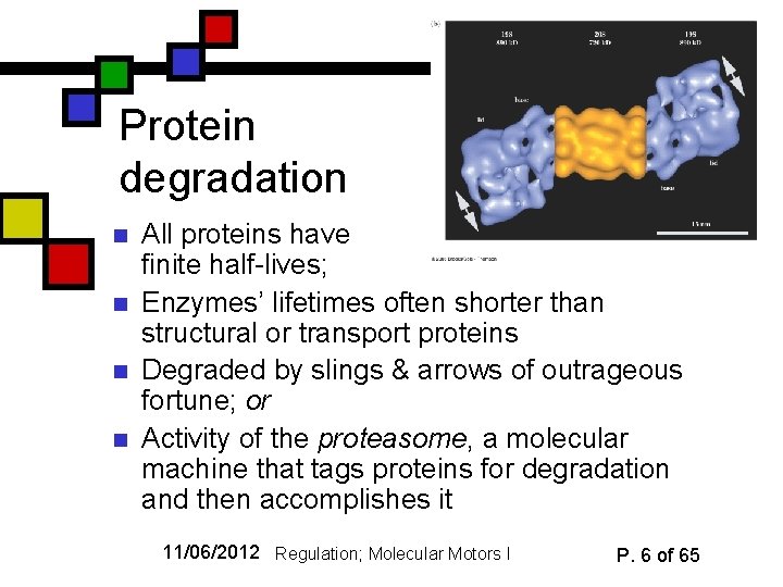 Protein degradation n n All proteins have finite half-lives; Enzymes’ lifetimes often shorter than