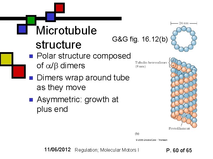 Microtubule structure n n n G&G fig. 16. 12(b) Polar structure composed of /