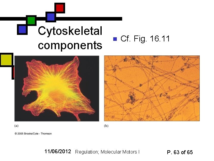 Cytoskeletal components n Cf. Fig. 16. 11 11/06/2012 Regulation; Molecular Motors I P. 63