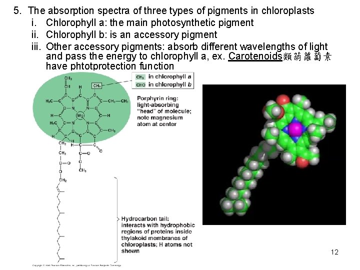 5. The absorption spectra of three types of pigments in chloroplasts i. Chlorophyll a: