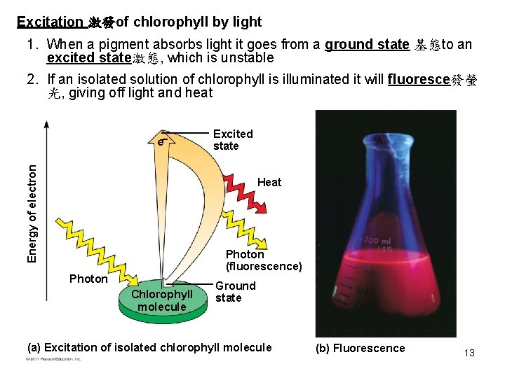 Excitation 激發of chlorophyll by light 1. When a pigment absorbs light it goes from