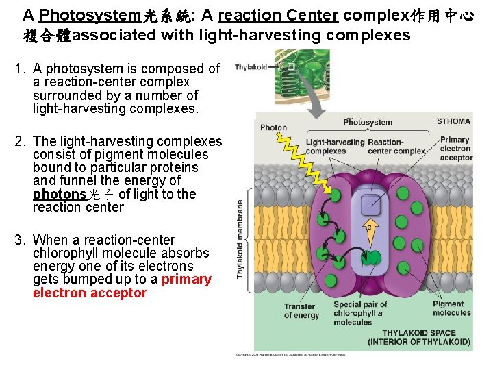 A Photosystem光系統: A reaction Center complex作用中心 複合體associated with light-harvesting complexes 1. A photosystem is