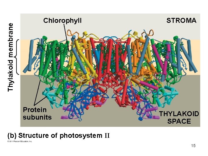 Thylakoid membrane Chlorophyll Protein subunits STROMA THYLAKOID SPACE (b) Structure of photosystem II 15