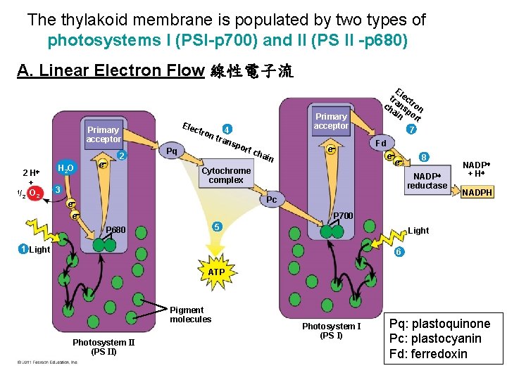 The thylakoid membrane is populated by two types of photosystems I (PSI-p 700) and