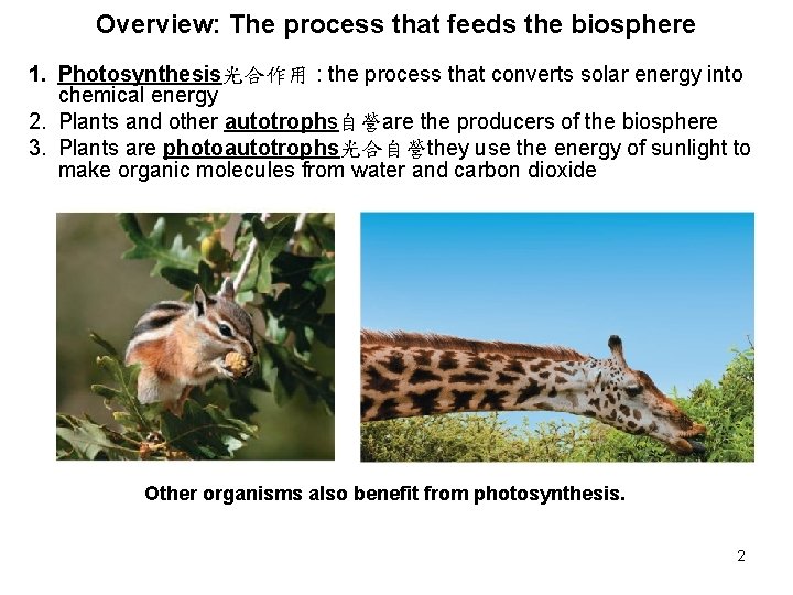 Overview: The process that feeds the biosphere 1. Photosynthesis光合作用 : the process that converts
