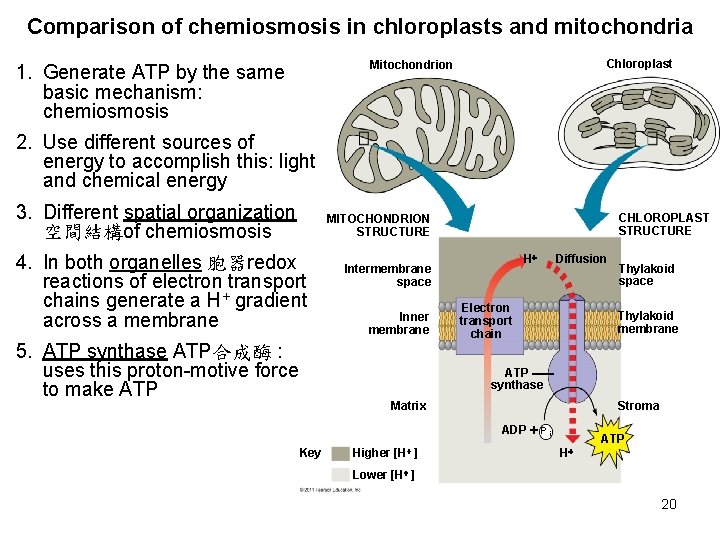 Comparison of chemiosmosis in chloroplasts and mitochondria Chloroplast Mitochondrion 1. Generate ATP by the