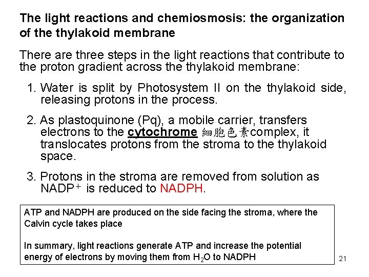 The light reactions and chemiosmosis: the organization of the thylakoid membrane There are three