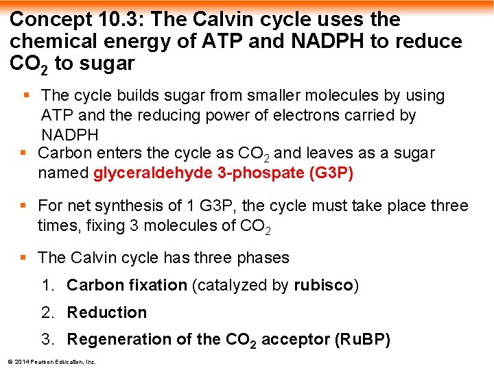 Concept 10. 3: The Calvin cycle uses the chemical energy of ATP and NADPH