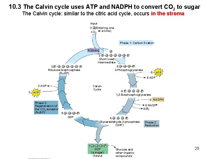 10. 3 The Calvin cycle uses ATP and NADPH to convert CO 2 to