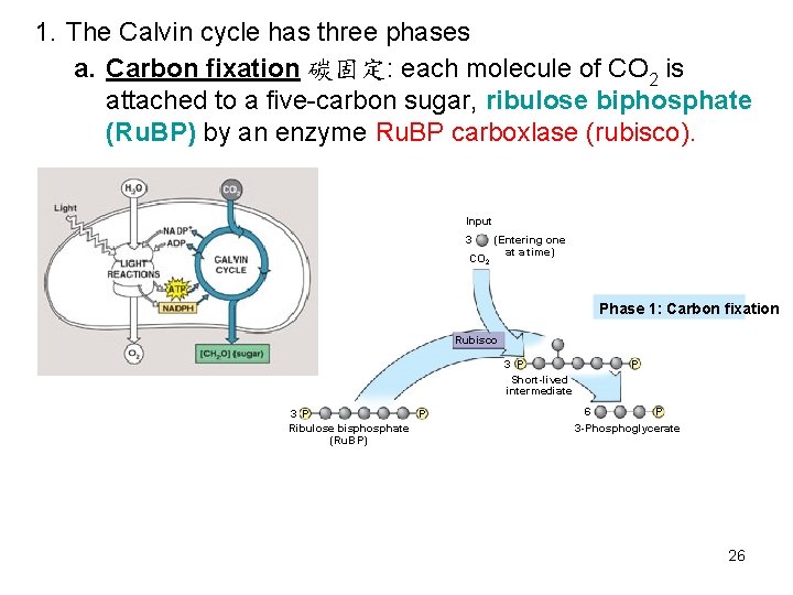 1. The Calvin cycle has three phases a. Carbon fixation 碳固定: each molecule of