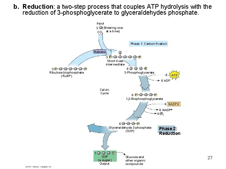 b. Reduction: a two-step process that couples ATP hydrolysis with the reduction of 3
