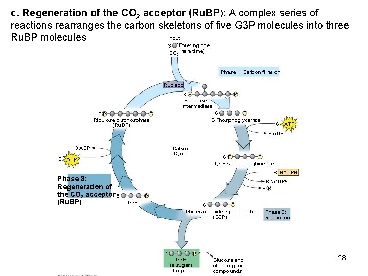 c. Regeneration of the CO 2 acceptor (Ru. BP): A complex series of reactions