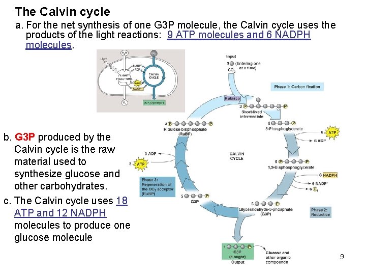 The Calvin cycle a. For the net synthesis of one G 3 P molecule,