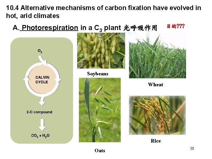 10. 4 Alternative mechanisms of carbon fixation have evolved in hot, arid climates A.