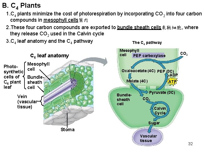 B. C 4 Plants 1. C 4 plants minimize the cost of photorespiration by