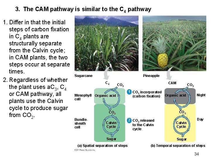 3. The CAM pathway is similar to the C 4 pathway 1. Differ in