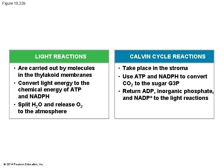 Figure 10. 22 b LIGHT REACTIONS • Are carried out by molecules in the