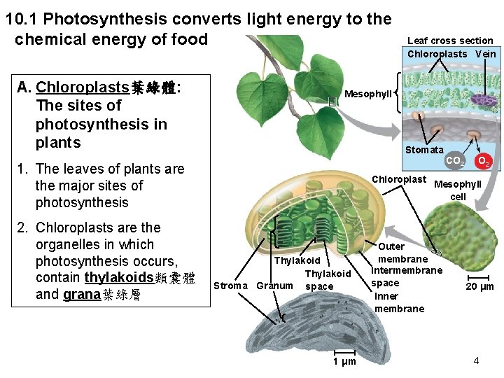 10. 1 Photosynthesis converts light energy to the chemical energy of food A. Chloroplasts葉綠體: