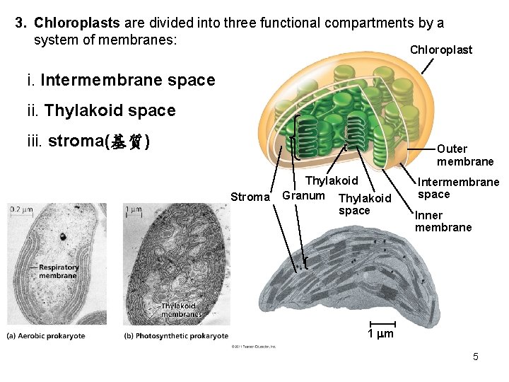 3. Chloroplasts are divided into three functional compartments by a system of membranes: Chloroplast