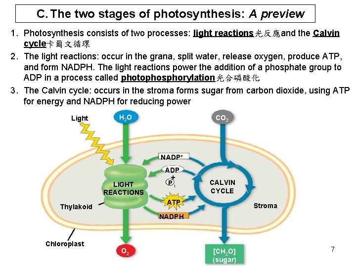 C. The two stages of photosynthesis: A preview 1. Photosynthesis consists of two processes: