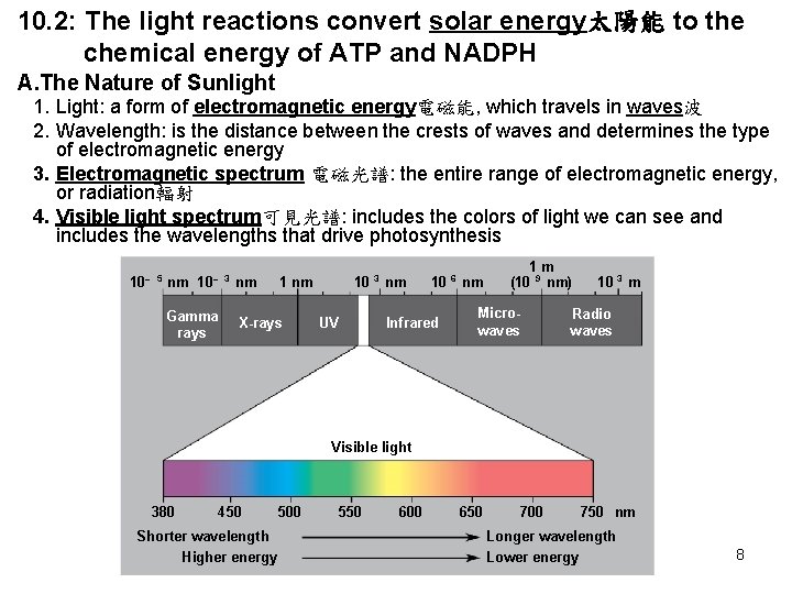 10. 2: The light reactions convert solar energy太陽能 to the chemical energy of ATP