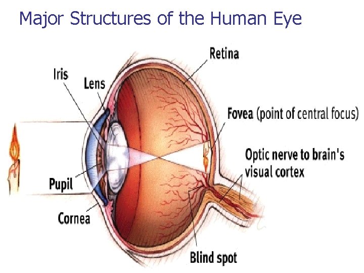 Major Structures of the Human Eye 