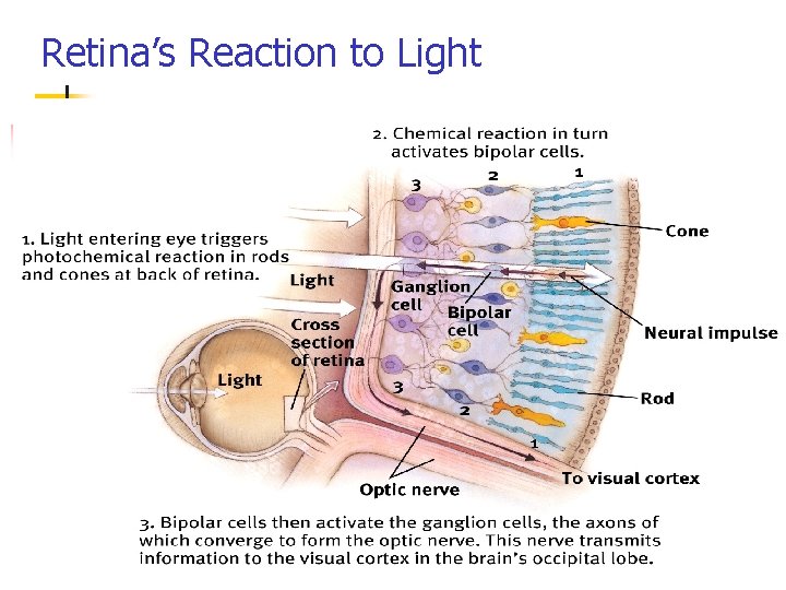 Retina’s Reaction to Light 