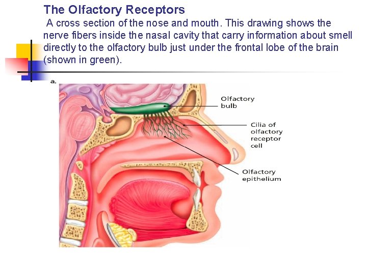 The Olfactory Receptors A cross section of the nose and mouth. This drawing shows