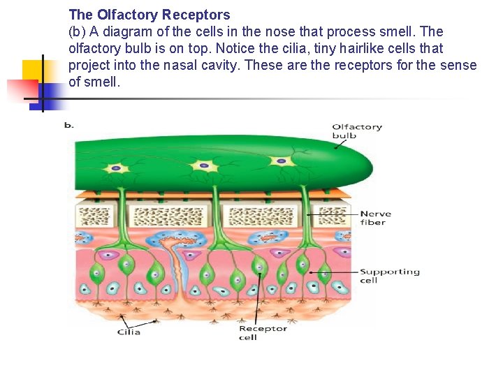 The Olfactory Receptors (b) A diagram of the cells in the nose that process