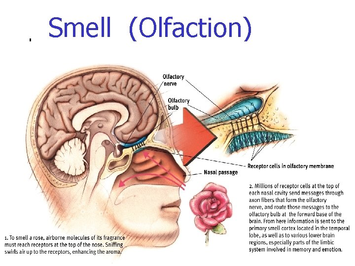 Smell (Olfaction) 