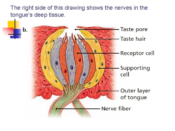 The right side of this drawing shows the nerves in the tongue’s deep tissue.