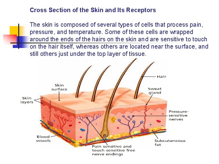 Cross Section of the Skin and Its Receptors The skin is composed of several