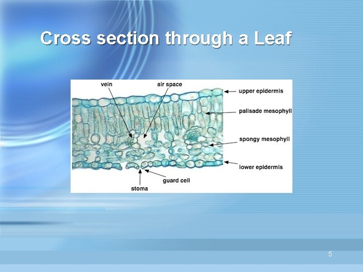 Cross section through a Leaf 5 