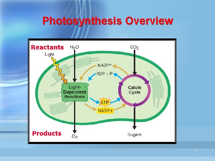 Photosynthesis Overview 7 