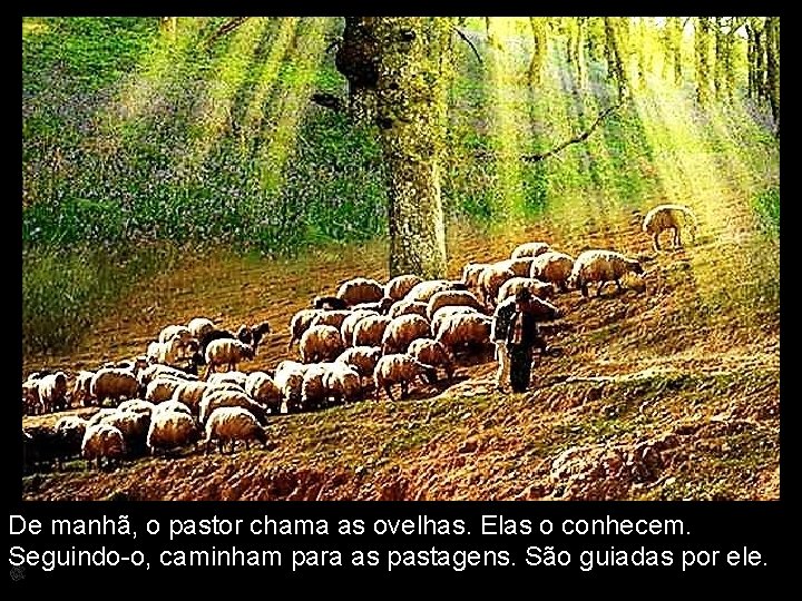 De manhã, o pastor chama as ovelhas. Elas o conhecem. Seguindo-o, caminham para as