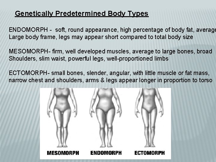 Genetically Predetermined Body Types ENDOMORPH - soft, round appearance, high percentage of body fat,