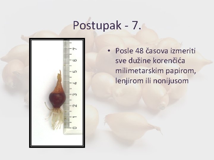 Postupak - 7. • Posle 48 časova izmeriti sve dužine korenčića milimetarskim papirom, lenjirom