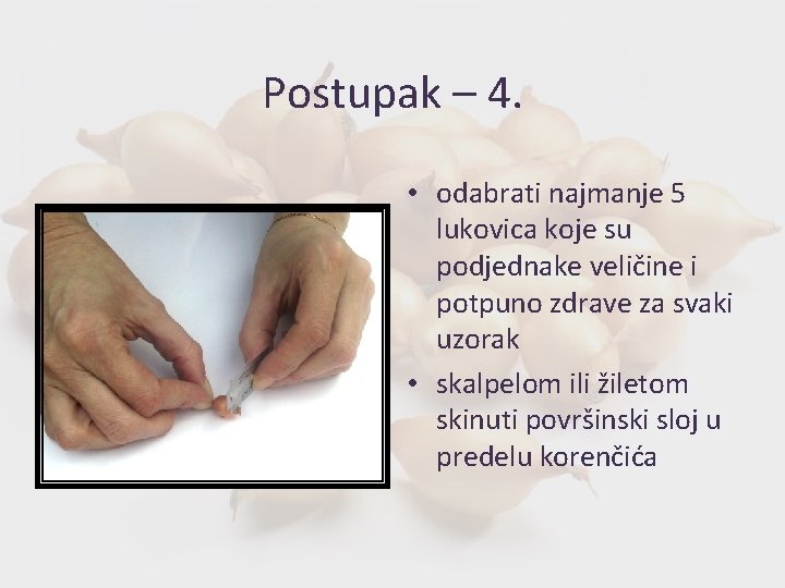 Postupak – 4. • odabrati najmanje 5 lukovica koje su podjednake veličine i potpuno