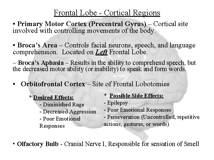 Frontal Lobe - Cortical Regions • Primary Motor Cortex (Precentral Gyrus) – Cortical site