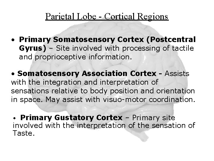 Parietal Lobe - Cortical Regions • Primary Somatosensory Cortex (Postcentral Gyrus) – Site involved