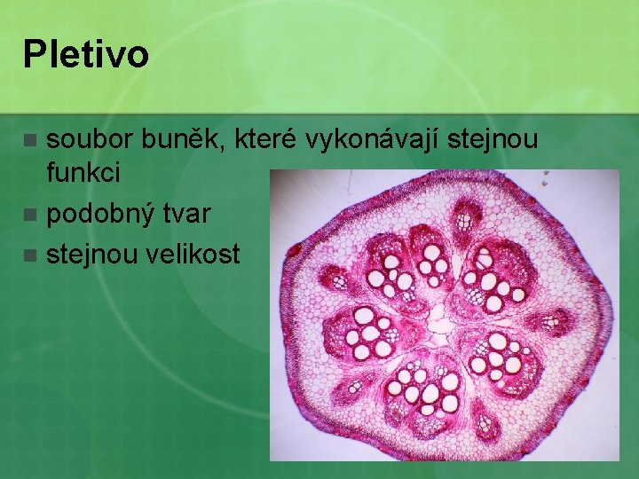 Pletivo soubor buněk, které vykonávají stejnou funkci n podobný tvar n stejnou velikost n