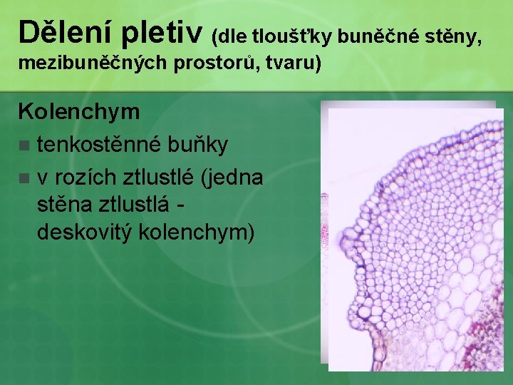Dělení pletiv (dle tloušťky buněčné stěny, mezibuněčných prostorů, tvaru) Kolenchym n tenkostěnné buňky n