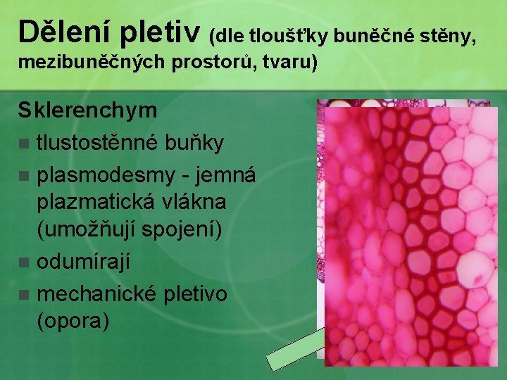 Dělení pletiv (dle tloušťky buněčné stěny, mezibuněčných prostorů, tvaru) Sklerenchym n tlustostěnné buňky n