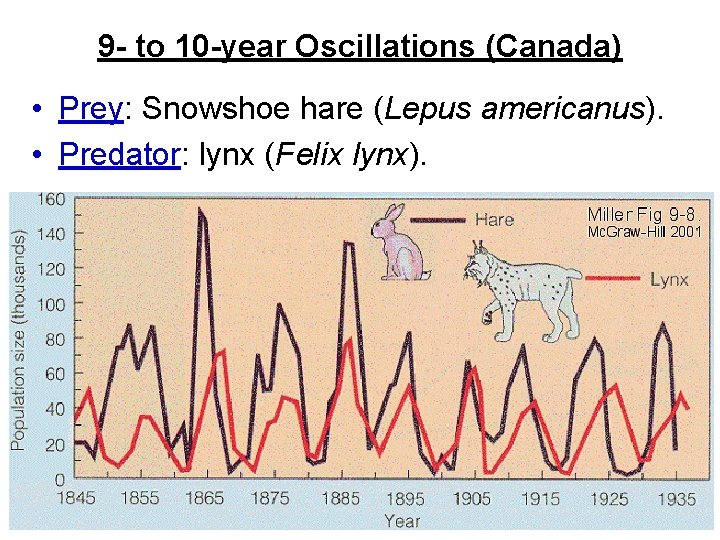 9 - to 10 -year Oscillations (Canada) • Prey: Snowshoe hare (Lepus americanus). •