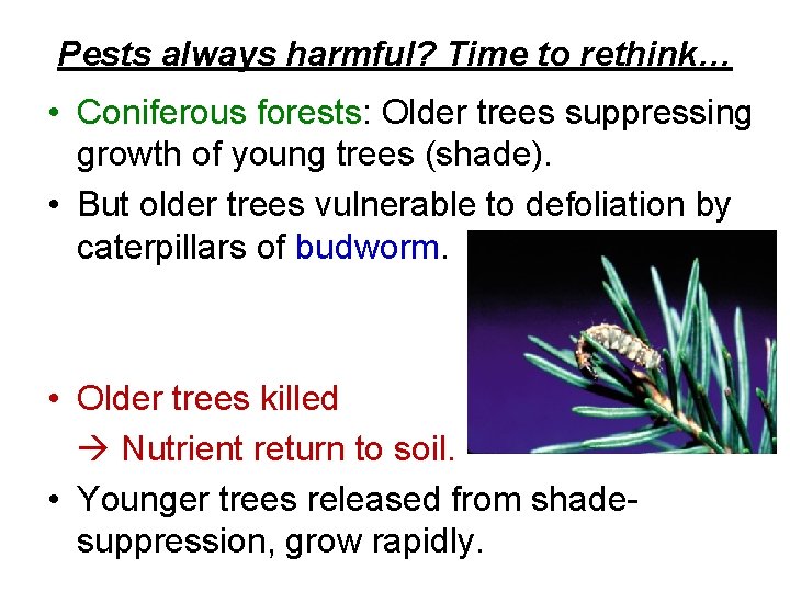 Pests always harmful? Time to rethink… • Coniferous forests: Older trees suppressing growth of