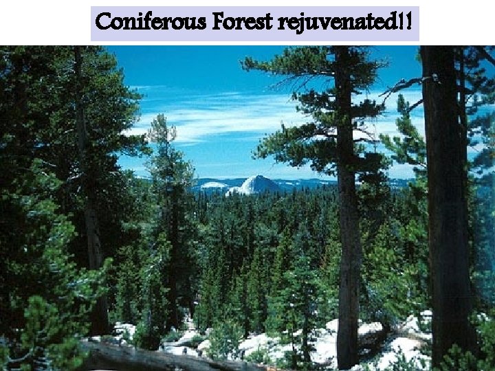 Coniferous Forest rejuvenated!! 