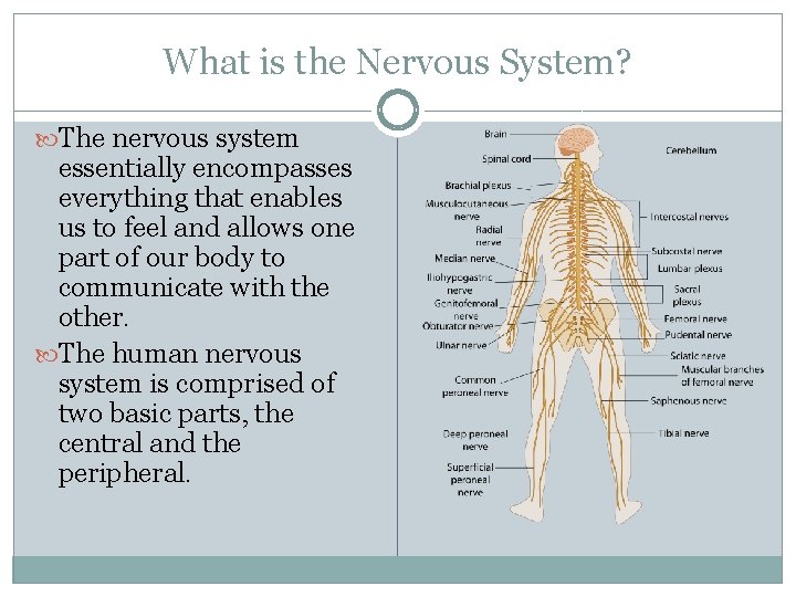 What is the Nervous System? The nervous system essentially encompasses everything that enables us