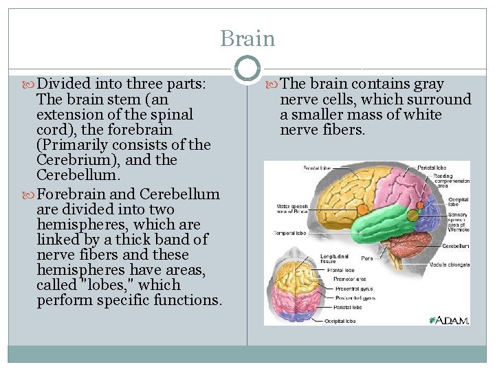 Brain Divided into three parts: The brain stem (an extension of the spinal cord),