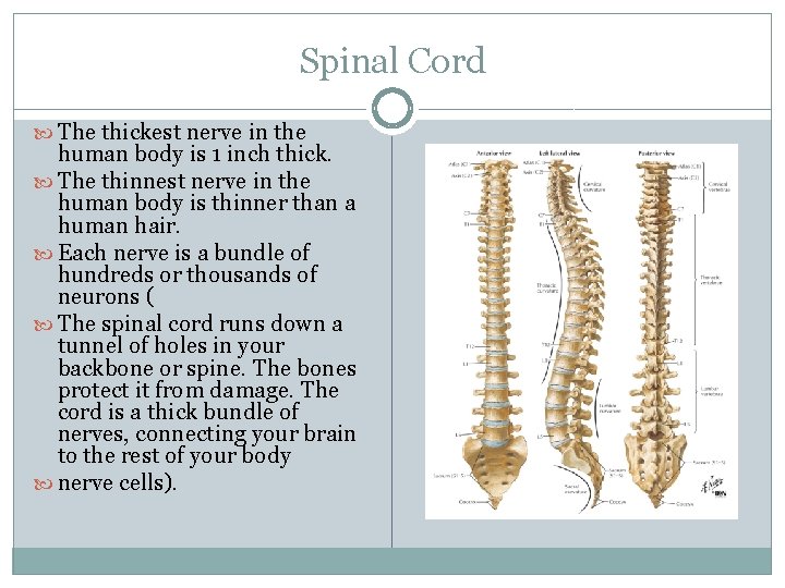 Spinal Cord The thickest nerve in the human body is 1 inch thick. The