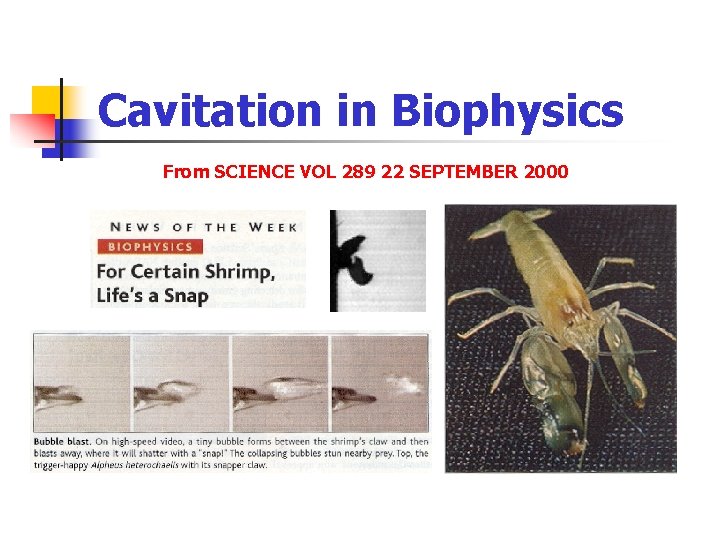 Cavitation in Biophysics From SCIENCE VOL 289 22 SEPTEMBER 2000  Cavitation in Biophysics From SCIENCE VOL 289 22 SEPTEMBER 2000